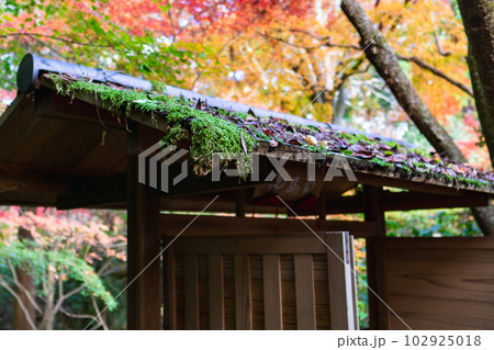 京都北山の常照寺の紅葉 白馬観音への御門のもみじ 京都北山の常照寺の紅葉 白馬観音への御門のもみじ 102925018