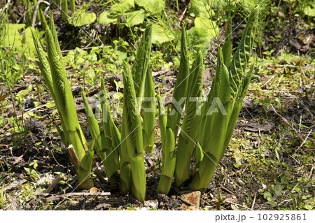 グングン伸びるオオバギボウシの成長　福島県只見町 102925861