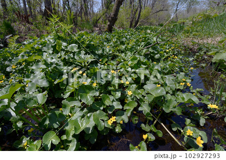エンコウソウの群落(北海道・鶴居村) エンコウソウの群落(北海道・鶴居村) 102927293