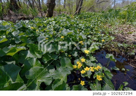 エンコウソウの群落（北海道・鶴居村） 102927294