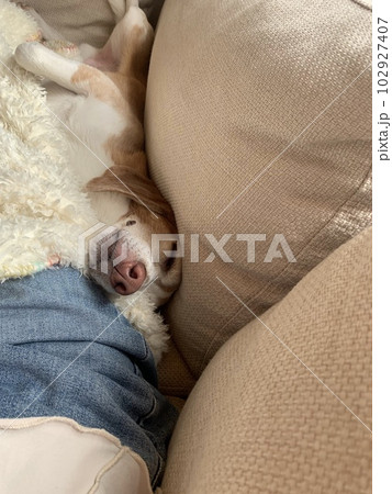 飼い主とお昼寝をする犬 102927407