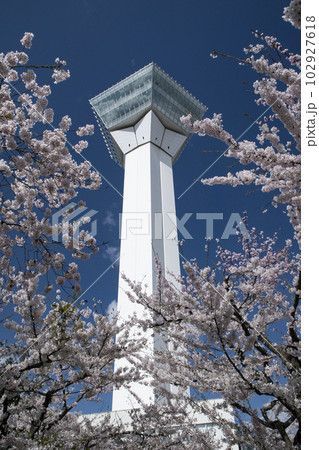 満開の桜と五稜郭タワー 102927618