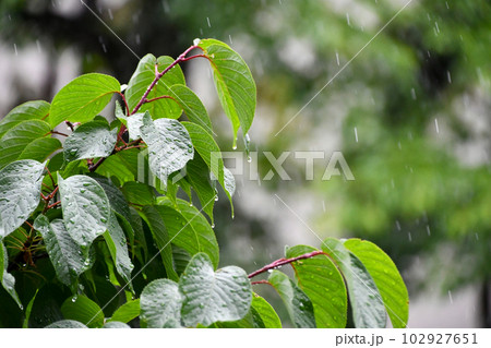 雨に濡れた木の葉 102927651