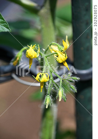 ミニトマトの花 ミニトマトの花 102928075