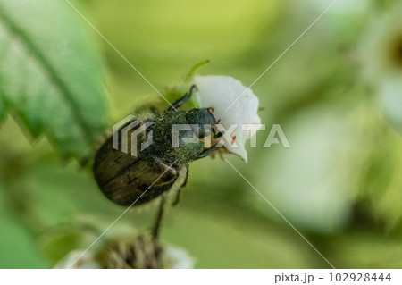 草花の花粉を食べるカタモンコガネ 102928444