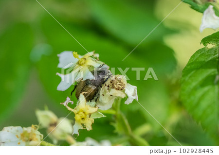 草花の花粉を食べるカタモンコガネ 102928445