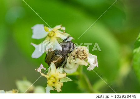 草花の花粉を食べるカタモンコガネ 102928449