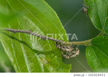 交尾するコフキゾウムシ 102928451