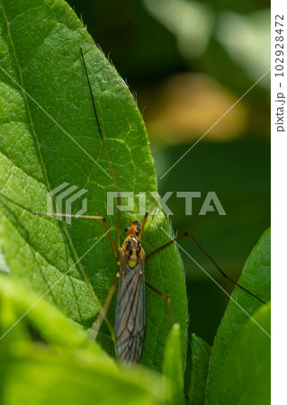 キイロホソガガンボ キイロホソガガンボ 102928472