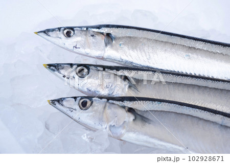 発泡スチロール箱の氷の上に置かれた秋刀魚 102928671