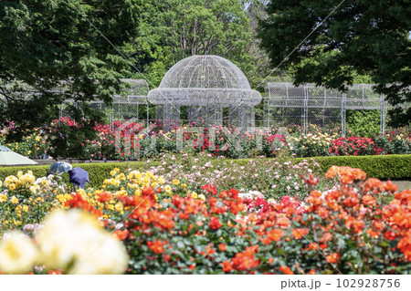 小田原フラワーガーデンのバラ園 小田原フラワーガーデンのバラ園 102928756