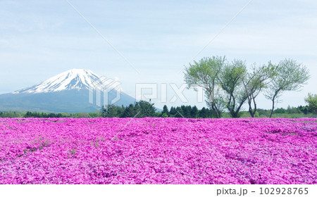 芝桜と富士山 102928765