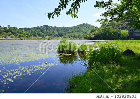 国の天然記念物 京都市深泥池 5月の風景 国の天然記念物 京都市深泥池 5月の風景 102928803