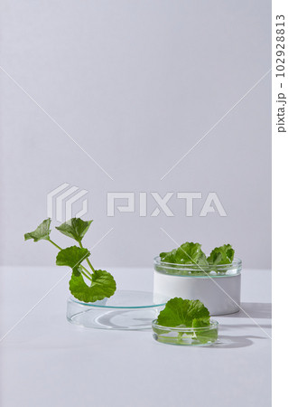 Some glass petri dishes containing Gotu kola leaves arranged with a transparent podium. Gotu kola (Centella asiatica) can be used as ingredient for cosmetics product Some glass petri dishes containing Gotu kola leaves arranged with a transparent podium. Gotu kola (Centella asiatica) can be used as ingredient for cosmetics product 102928813