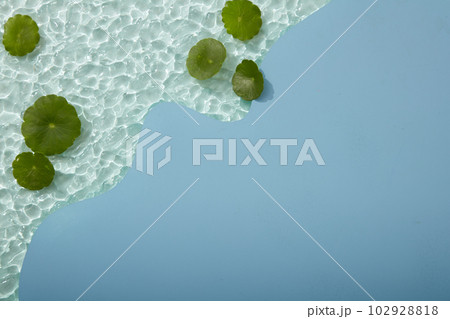 Gotu kola leaves put on transparent acrylic sheet. Blue acrylic sheet with empty space for organic beauty product advertising of Gotu kola (Centella asiatica) extract Gotu kola leaves put on transparent acrylic sheet. Blue acrylic sheet with empty space for organic beauty product advertising of Gotu kola (Centella asiatica) extract 102928818