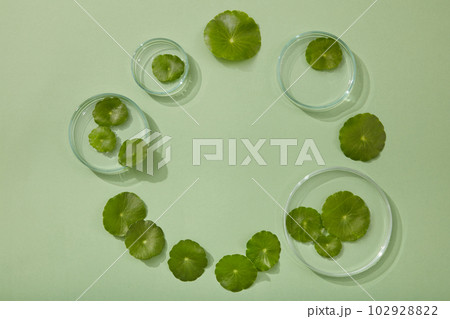 Glass petri dishes with different sizes and fresh Gotu kola leaves arranged in circle with a blank space in the middle. Product advertising of Gotu kola (Centella asiatica) extract 102928822