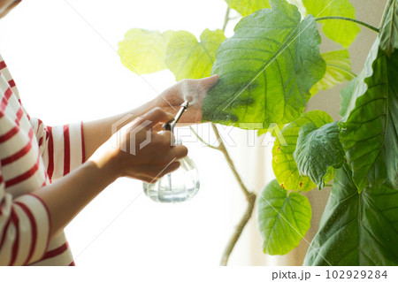 観葉植物の手入れのイメージカット 102929284
