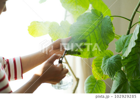 観葉植物の手入れのイメージカット 102929285