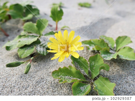 砂浜に咲くハマニガナ 砂浜に咲くハマニガナ 102929387