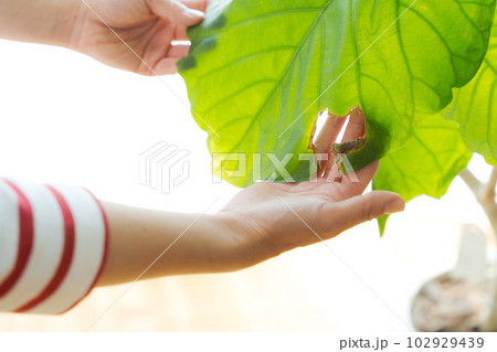 観葉植物の手入れのイメージカット 102929439