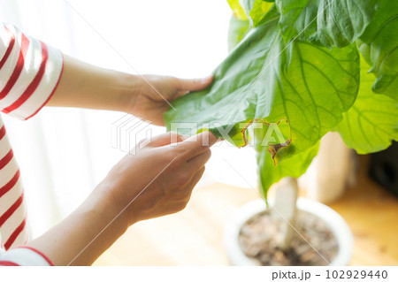 観葉植物の手入れのイメージカット 観葉植物の手入れのイメージカット 102929440