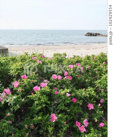 ハマナスの花咲く風景 ハマナスの花咲く風景 102929554