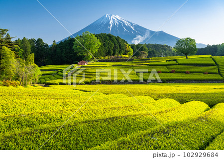 《静岡県》富士山と茶畑の風景・大渕笹場 102929684