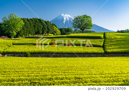 《静岡県》富士山と茶畑の風景・大渕笹場 102929709