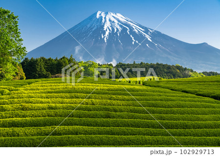 《静岡県》富士山と茶畑の風景・大渕笹場 《静岡県》富士山と茶畑の風景・大渕笹場 102929713