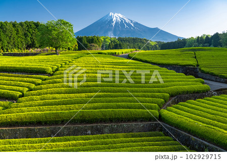 《静岡県》富士山と茶畑の風景・大渕笹場 《静岡県》富士山と茶畑の風景・大渕笹場 102929715