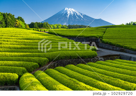 《静岡県》富士山と茶畑の風景・大渕笹場 《静岡県》富士山と茶畑の風景・大渕笹場 102929720