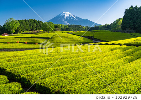 《静岡県》富士山と茶畑の風景・大渕笹場 《静岡県》富士山と茶畑の風景・大渕笹場 102929728