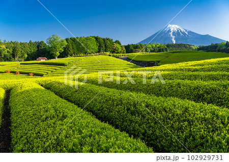 《静岡県》富士山と茶畑の風景・大渕笹場 102929731