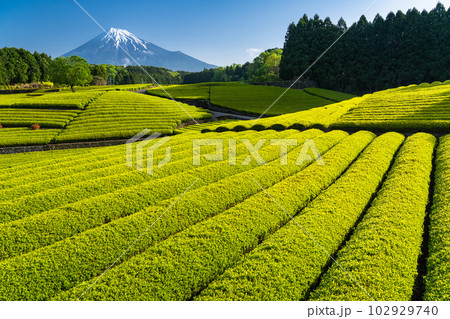 《静岡県》富士山と茶畑の風景・大渕笹場 102929740