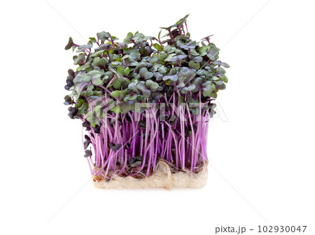 レッドキャベツのスプラウト【白背景・切り抜き】 102930047