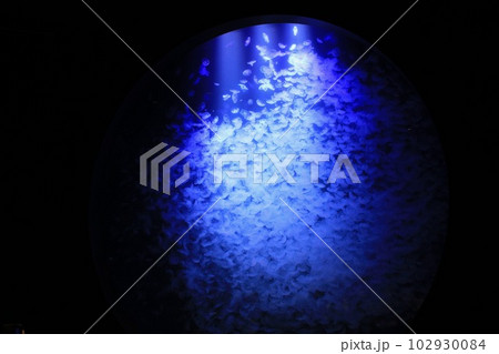 加茂水族館　幻想的なクラゲ水槽 102930084