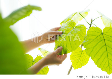 観葉植物の手入れのイメージカット 観葉植物の手入れのイメージカット 102930118