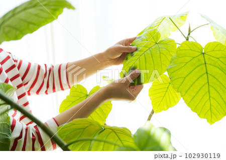 観葉植物の手入れのイメージカット 観葉植物の手入れのイメージカット 102930119