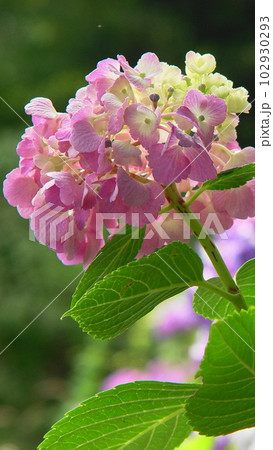 ピンクの花びらがカワイイ紫陽花　花(6月)アジサイ(紫陽花)08V9.16 102930293