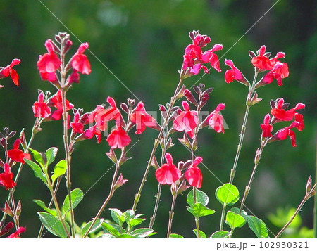 赤い色でよりかわいくなった小さな花 花(6月)チェリーセージ02H4.3の