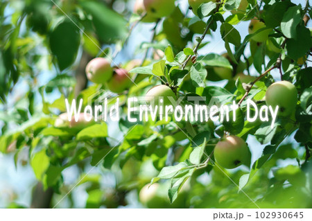 World environment day. Harvest time ripe apples on a branch of an apple tree on a fruit meadow. Selective focus 102930645