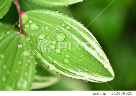 フイリアマドコロ（斑入り甘野老）の葉と水滴 102930926