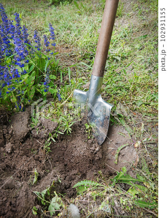Digging virgin soil among the flowers 102931155