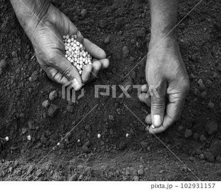 Male hands planting a pea seeds 102931157