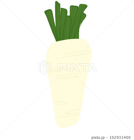 daikon white raddishのイラスト素材 [102931400] - PIXTA