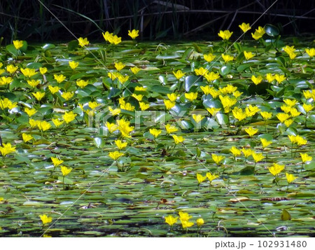 アサザの花 102931480
