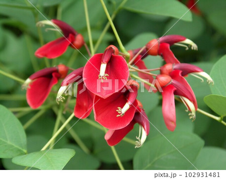 カイコウズの花 102931481