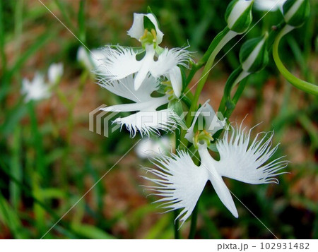 サギソウの花 102931482