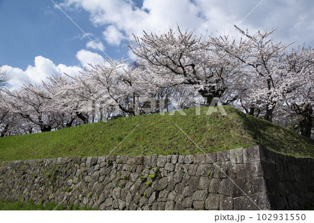 満開を迎えた五稜郭公園の桜 満開を迎えた五稜郭公園の桜 102931550