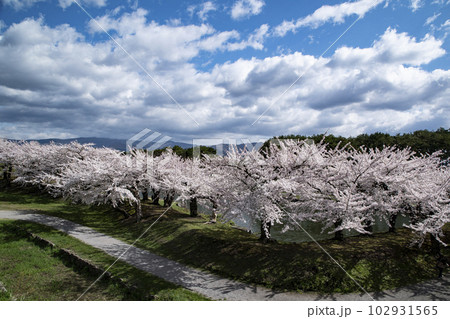 満開を迎えた五稜郭公園の桜 102931565